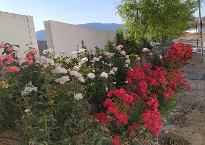 Asistencia técnica para la adecuación paisajística de zonas verdes del municipio de Peal de Becerro (Jaén)