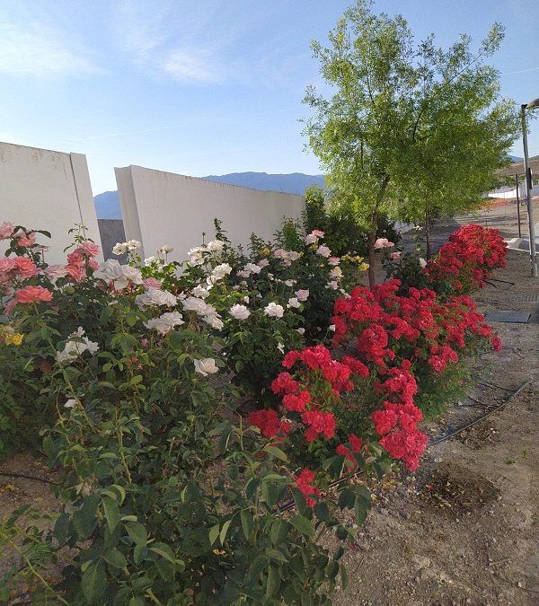 Asistencia técnica para la adecuación paisajística de zonas verdes del municipio de Peal de Becerro (Jaén)