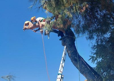 Corta de árboles con riesgo de daños a infraestructuras en finca la Terrera en la Iruela, Jaén