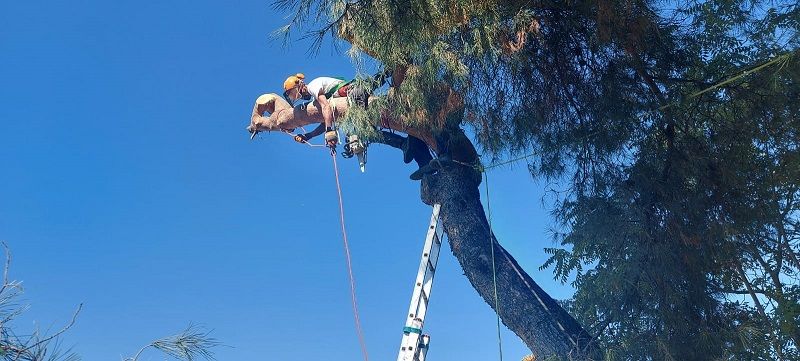 Corta de árboles con riesgo de daños a infraestructuras en finca la Terrera en la Iruela, Jaén