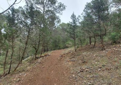 Tratamientos silvícolas para prevención de incendios forestales en la finca Canes Carrer de Ibiza