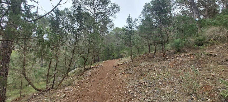 Tratamientos silvícolas para prevención de incendios forestales en la finca Canes Carrer de Ibiza